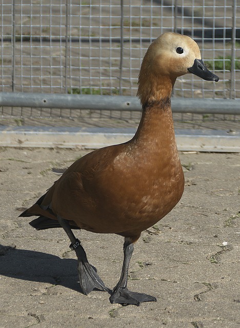 的防守